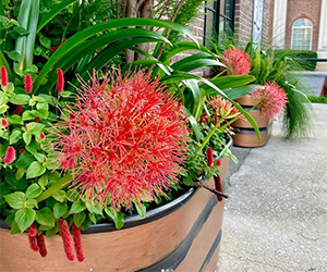 A spiny, bright red ball of tiny red spidery flowers in a planter.