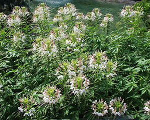 A stand of cleome flowers which have loose clusters of light purple flowers with long spidery stamens. 