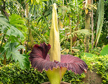 A huge tropical flower trumpet shape opening to the sky with maroon inner color and a massive spire-like yellow stamen reaching straight up several feet.