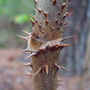 Close view of the ugly, sharp thorns covering the branch of devils walking stick.