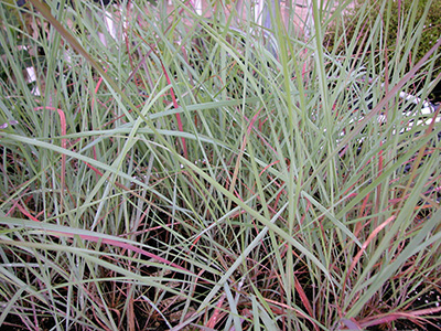 Tall, thin green blades of Elliot's lovegrass. The base of each blade is reddish.