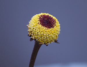 A small flower with tiny densely packed petals resembling a yellow tennis ball except the center is deep red.