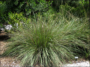 A rounded clump of green Fakahatchee grass