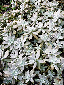 A bed of ghost plant, a succulent with fuzzy gray green leaves.