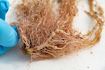 A dense tangle of tan roots, showing knotty bumps indicative of nematodes. USDA Photo by Lance Cheung.