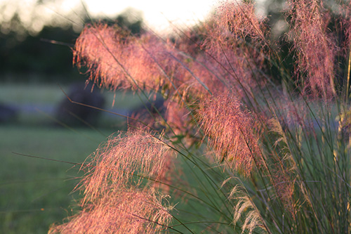 Muhly grass growing in a national reserve in Florida. Tall plumes of delicate pink flowers, so small it's cloud-like.