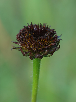 Rayless sunflower looks like a burnt husk of a flower with no petals but on a bright green stem.