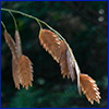 Dried brown seed heads of river oats.