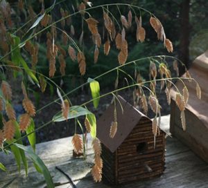 River oats have long thin stems with scaled seed pods dangling from them.