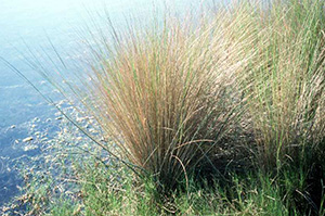 A tall tuft of grass growing alongside a pond