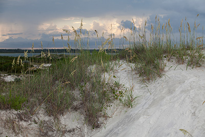 Sand dunes with sea oats growing