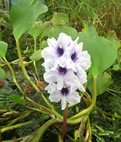 A tall cluster of trumpet shaped flowers, pale purple with a dark purple throat, growing out of a pond.