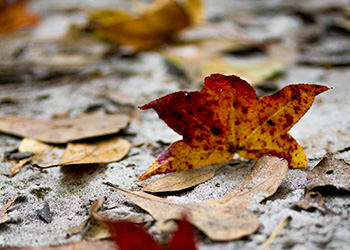 Autumn colored leaves on the ground