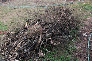 Pile of dead leaves and dead plants gathered up after a freeze.