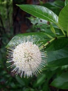 An unusual looking flower, a round ball of tiny white flowers so small they blend together, with many longer stamens poking out all around like pins on a pin cushion. 