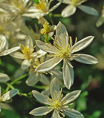 Native clematis has small white star-shaped flowers with obvious yellow stamens.