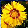 Bright yellow flower with golden center, the petals form a red ring around the center