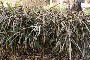 Tall clumps of ornamental grass, with a lot of dead, gray leaves, damaged by a freeze