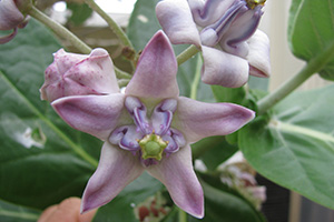 Giant milkweed has fleshy, star-shaped purple flowers.