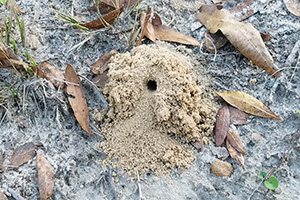 Entrance to a miner bee's nest is just a tiny hole in the ground with sand piled up around it.