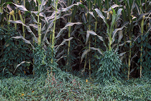 The vine covers the ground and is climbing up corn stalks.