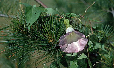 A vine with a purple trumpet-shaped flower slowly covering an evergreen branch.