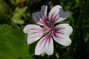 Close view of a very small, pretty flower with five petals, white with magenta candy stripes.