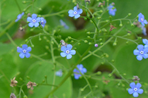 Tiny little simple blue flowers airily growing on a tender plant.