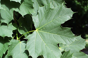 Huge green leaves of Norway maple are lobed with pointed ends.