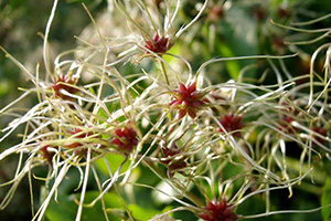 Flowers that resemble those skinny-armed starfish, very unusual.