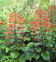 Two airy but large spikes of small, spaced out red flowers.  