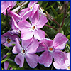 Small, purple, simple four-petaled flowers