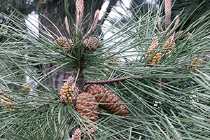 A pine branch with clusters of tight, unopened pine cones.