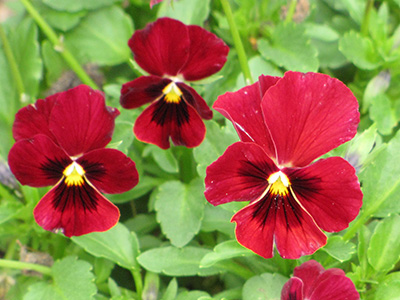 Scarlet red pansies with deep red faces and yellow centers.