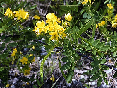 Native flowering plant with bright yellow flowers and elongated oval green leaves