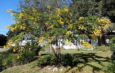 Small airy tree with arching branches covered in green leaves and yellow flowers