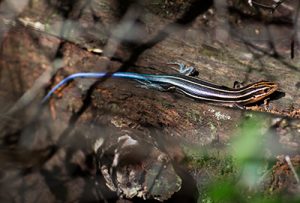 A brightly color skink suns itself on a log