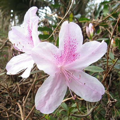 The George L Taber azalea is pale pink with a speckling of darker pink at the top of the flower.