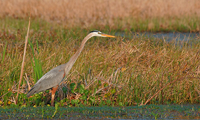 Blue heron wading through grassy waters