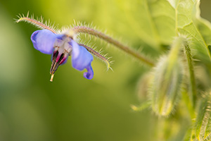 A tiny purple flower with hairy stem. USDA photo by Kirsten Strough.