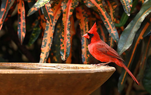 Red male cardinal perched on a birdbath in front of a tropical plant.