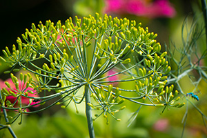 Dill flowers are tiny, yellow, and sit on clusters of long stems arranged like an umbrella. 