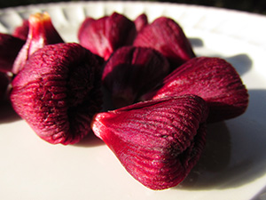 Maroon closed hibiscus flowers harvested for tea resemble figs.