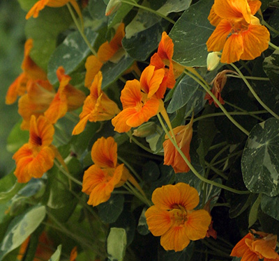 Bright orange simple flowers of nasturtium, with rounded leaves.