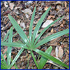 Needle palm frond with seven long blades.