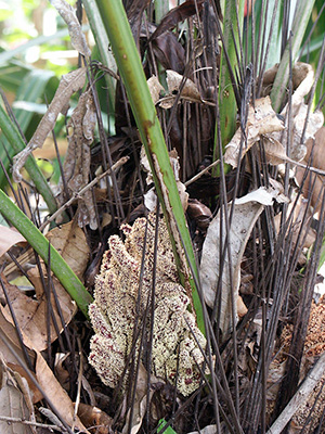 Close view of the needle palm's unattractive, sponge-like flower and its long sharp needles.