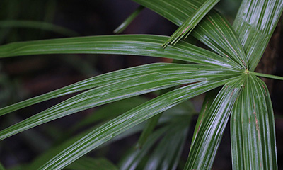 Close look at the needle palm foliage.