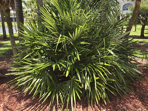 Large, tall clump of needle palm in Miami