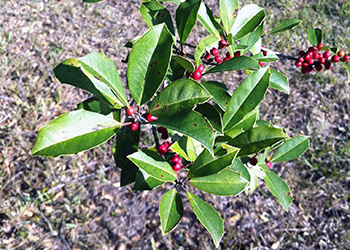 The familiar pointed green leaves and bright red berries of a holly tree.