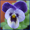 Blue-purple pansy blossom with a yellow center